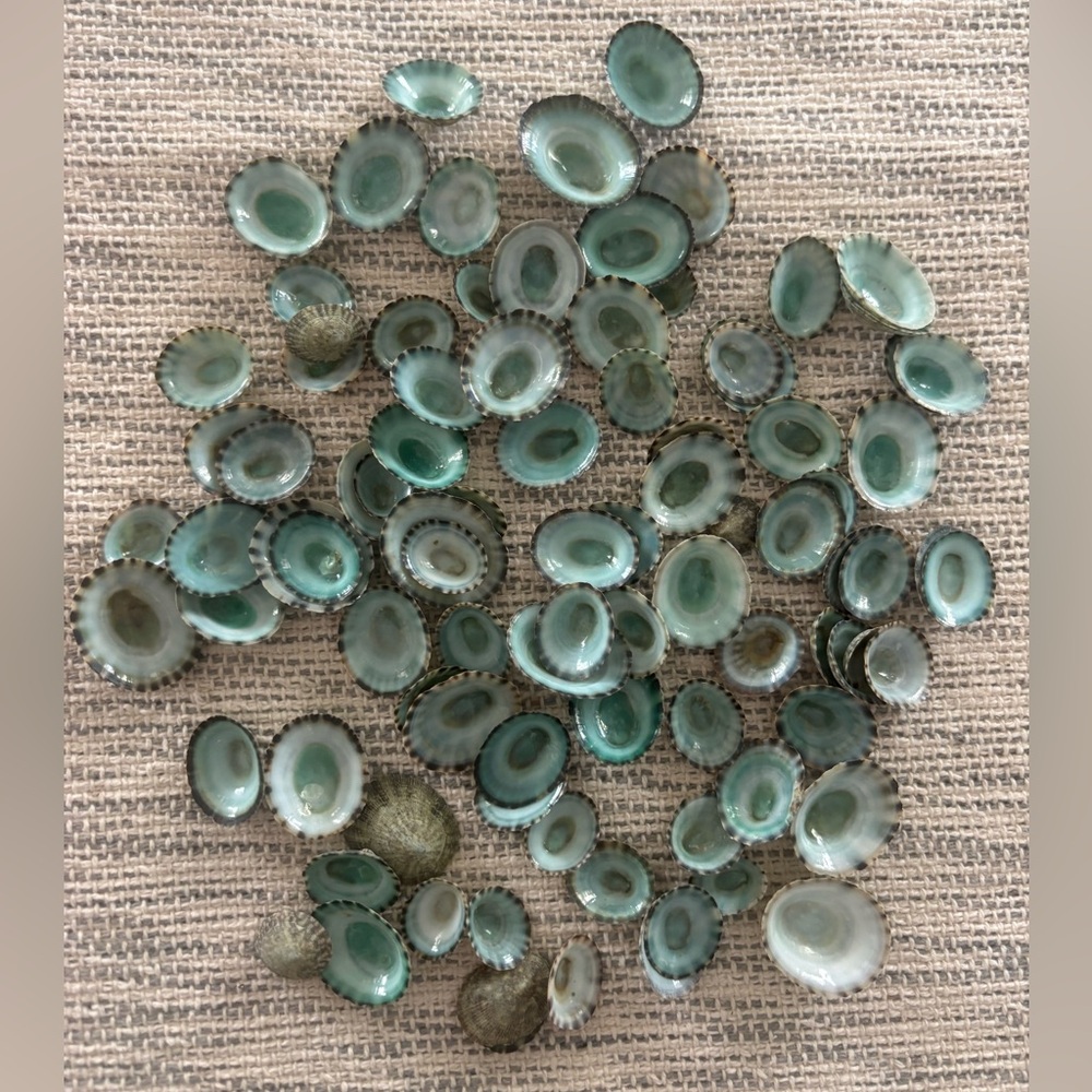 100 Aqua Green Limpet Shells - Bulk Qty 100